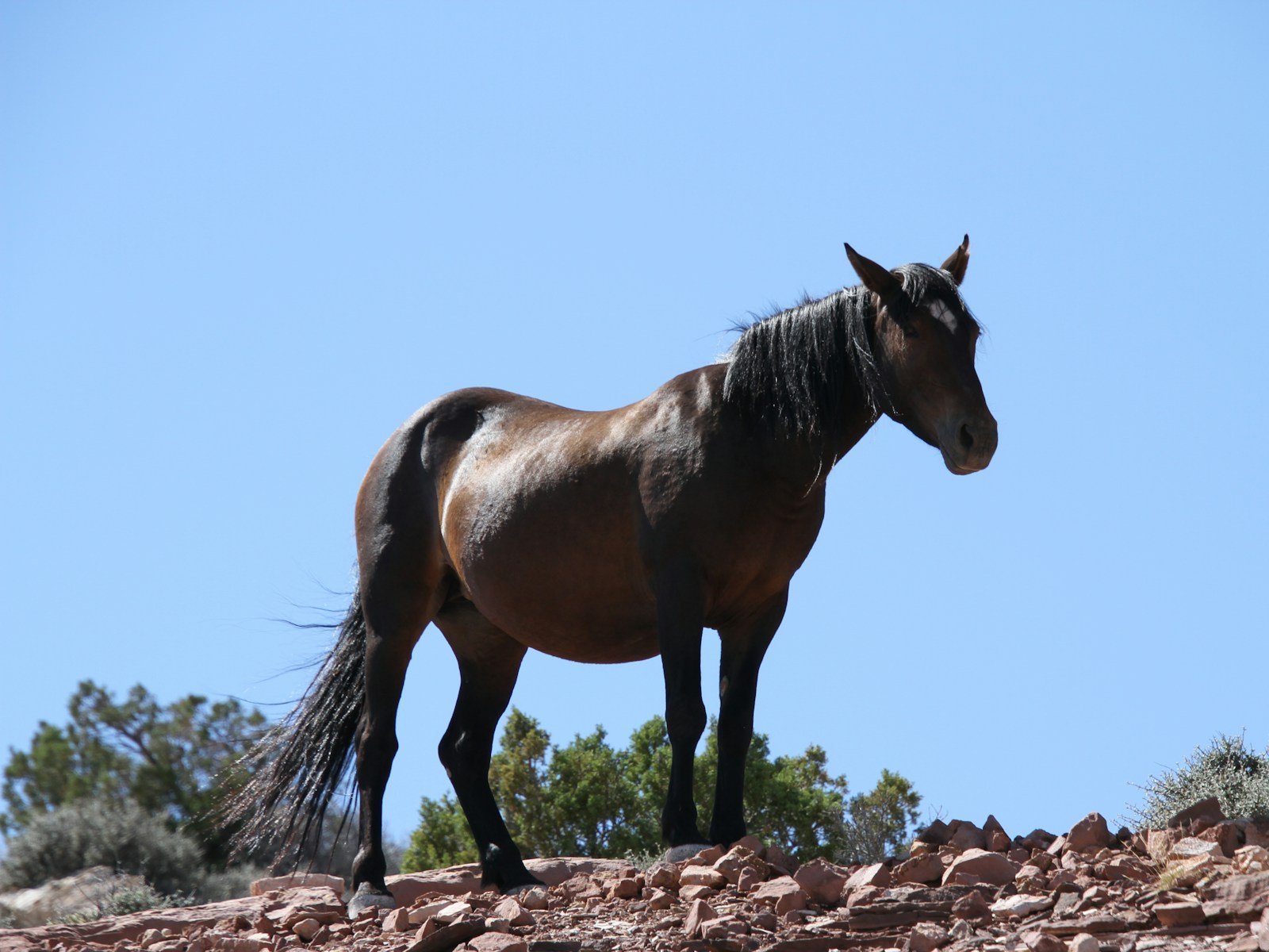 A dark bay horse standing on a rocky desert ridge under a clear blue sky