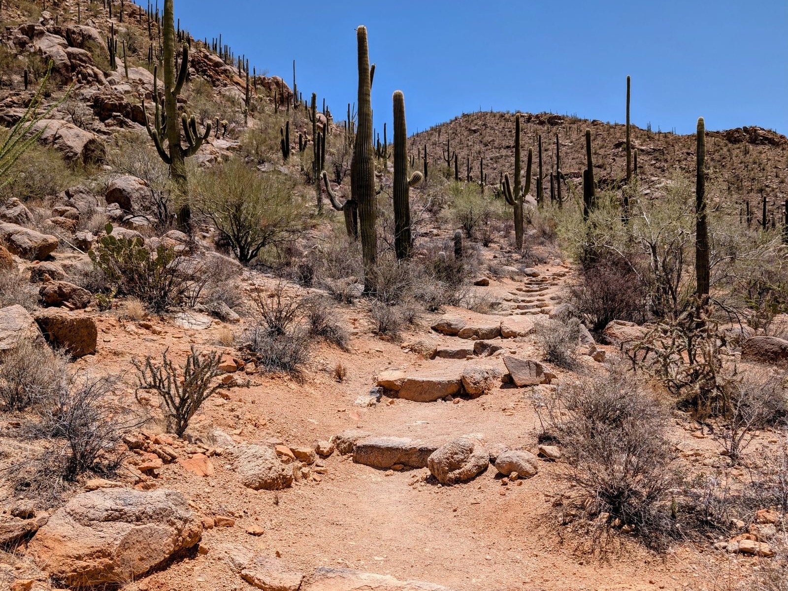 A rocky desert hiking trail lined with tall saguaro cacti under a clear blue sky