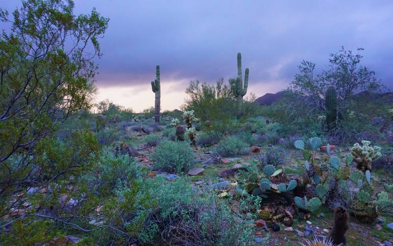 McDowell Mountain Ranch, Arizona