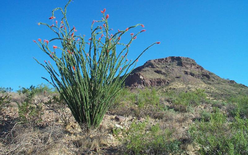 North Phoenix, Arizona