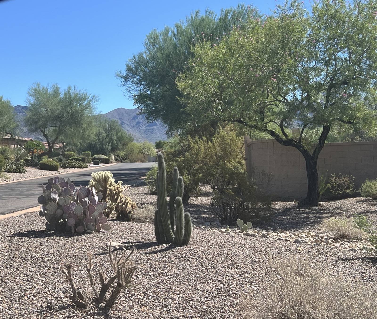 A desert-landscaped street with mountain views in Scottsdale